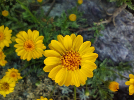 Haplopappus glutinosus